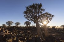 Afrique, Namibie, Keetmanshoop, Forêt de carquois au lever du soleil — Photo de stock