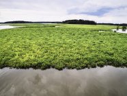 États-Unis, Virginie, Marais de la rivière Chickahominy — Photo de stock