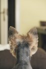 Back view Retrato de yorkshire terrier, retrovisor, olhando para a porta — Fotografia de Stock