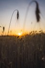 Ears on a field at sunset — Stock Photo