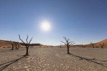 Африка, Намібія, Namib-Наулюфт Національний парк, Deadvlei, Мертве дерево акації в глині пан — стокове фото