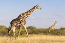 Botswana, Kalahari, zentrales Kalahari-Wildreservat, Giraffen laufen, Giraffa-Kamelopardalis — Stockfoto