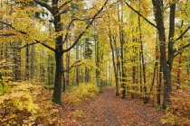 Германия, Райнланд-Пфальц, Пфальц Лесной природный парк осенью — стоковое фото