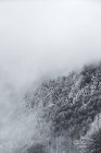Italie, Modène, Cimone, forêt enneigée d'hiver dans la brume — Photo de stock