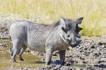 Botswana, Kalahari, zentrales Kalahari-Wildreservat, Warzenschwein, Phakochoerus africanus — Stockfoto