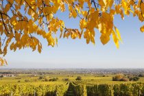 Germania, Renania-Palatinato, Pfalz, Strada del vino tedesca, villaggio del vino Niederkirchen in lontananza, vigneti nei colori autunnali — Foto stock