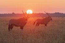 Botswana, Kalahari, zentrales Kalahari-Wildreservat, Großer Kudus bei Sonnenaufgang, Tragelaphus strepsiceros — Stockfoto