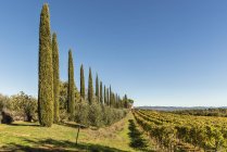 Itália, Toscana, paisagem típica com vinha e ciprestes — Fotografia de Stock
