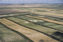 USA, Campi agricoli con strisce di bellezza sugli alberi nel Nebraska occidentale — Foto stock