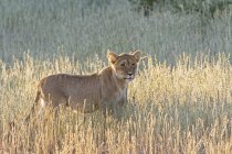 Botswana, Parque Transfronterizo de Kgalagadi, león, Panthera leo - foto de stock