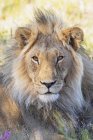 Botswana, Kgalagadi Transfrontier Park, lion, Panthera leo, male — Stock Photo