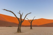 Африка, Намібія, Namib-Наулюфт Національний парк, Deadvlei, мертвих акації в глині пан — стокове фото
