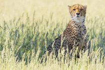 Botswana, Kgalagadi Transfrontier Park, Cheetah, Acinonyx Jubatus — Stock Photo