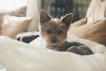 Retrato de yorkshire terrier deitado no travesseiro do cão — Fotografia de Stock