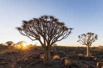 Afrika, Namibia, Keetmanshoop, Köcherbaumwald bei Sonnenaufgang — Stockfoto