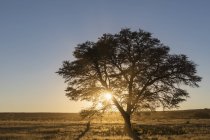 Botsuana, Kgalagadi Transborder Park, Kalahari, camelthorn ao nascer do sol — Fotografia de Stock