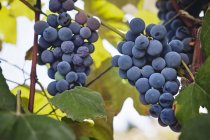 Uvas azuis em videira — Fotografia de Stock