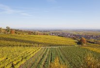 Alemania, Renania-Palatinado, Kallstadt, viñedos en colores otoñales, Ruta del Vino Alemana - foto de stock