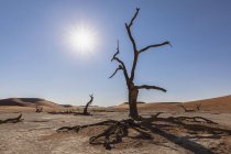 Africa, Namibia, Namib-Naukluft National Park, Deadvlei, dead acacia trees in clay pan — Stock Photo