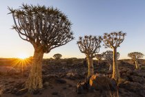 Африка, Намібія, Keetmanстріляють, Quiver лісу дерево на заході сонця — стокове фото