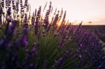 Francia, Alpes-de-Haute-Provence, Valensole, fiori di lavanda sul campo al tramonto — Foto stock