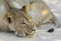 Botswana, Parque Transfronterizo de Kgalagadi, león, Panthera leo, joven animal acostado - foto de stock