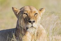 Botswana, kgalagadi grenzüberschreitender Park, Porträt einer Löwin — Stockfoto