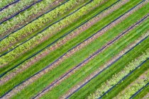 Германия, вид с воздуха на плантацию с яблонями весной — стоковое фото