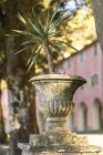 Italien, ligurien, cinque terre, monterosso, pflanze in amphore bei santuario nostra signora di soviore — Stockfoto