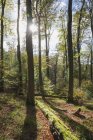 Германия, Райнланд-Пфальц, Пфальц, Пфальц Лесной природный парк осенью — стоковое фото