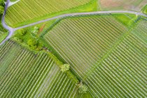 Germany, aerial view of plantation with apple trees in spring — Stock Photo