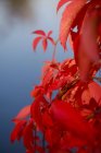 Вірджинія крепр, Vitis вісфера, червоні листи восени — стокове фото
