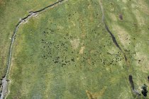USA, Aerial of cattle in a field with a stream in Western Nebraska — Stock Photo
