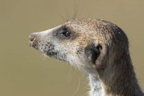 Botsuana, Parque Transfronteiriço de Kgalagadi, Kalahari, Retrato de meerkat, Suricata suricatta — Fotografia de Stock
