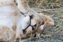 Ботсвана, Kgalagadi транскордонне парк, Лев, пантери Лева, молода тварина лежачи — стокове фото