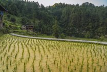 China, Guizhou, plantación de arroz Miao - foto de stock