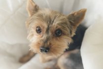 Portrait of yorkshire terrier sitting on dog pillow — Stock Photo