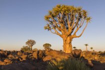 Africa, Namibia, Keetmanshoop, Quiver Tree Forest in the evening light — Stock Photo