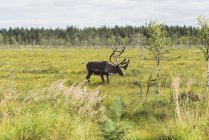 Finnland, Lappland, Elchwanderung in ländlicher Landschaft — Stockfoto
