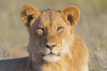 Ботсвана, трансграничный парк Кгалагади, портрет молодого льва — стоковое фото