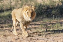 Botswana, Parc transfrontalier de Kgalagadi, lion, Panthera leo, marche — Photo de stock