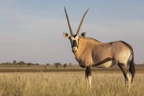 Botswana, Kgalagadi Transfrontier National Park, Mabuasehube Game Reserve, Gemsbok looking, Oryx gazella — Stock Photo