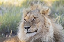 Ботсвана, Kgalagadi транскордонне парк, Лев, пантери Лева, чоловіки — стокове фото