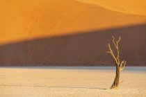 Африка, Намібія, Namib-Наулюфт Національний парк, Deadvlei, Мертве дерево акації в глині пан — стокове фото