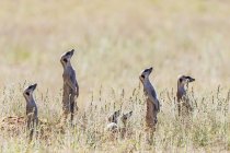 Botswana, Kgalagadi Transborder Park, Kalahari, Meerkats assistindo, olhando para cima — Fotografia de Stock