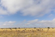 Botswana, Kalahari, zentrales Kalahari-Wildreservat, Edelböcke, Oryx Gazella — Stockfoto