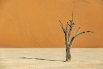 Африка, Намібія, Namib-Наулюфт Національний парк, Deadvlei, Мертве дерево акації в глині пан — стокове фото