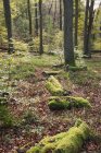 Германия, Райнланд-Пфальц, Пфальц, Пфальц Лесной природный парк осенью — стоковое фото