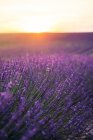 France, Alpes-de-Haute-Provence, Valensole, lavender blossom on field at sunset — Stock Photo