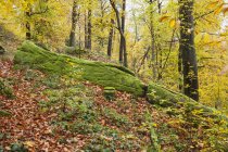 Германия, Райнланд-Пфальц, Пфальц Лесной природный парк осенью, мшистая скала — стоковое фото